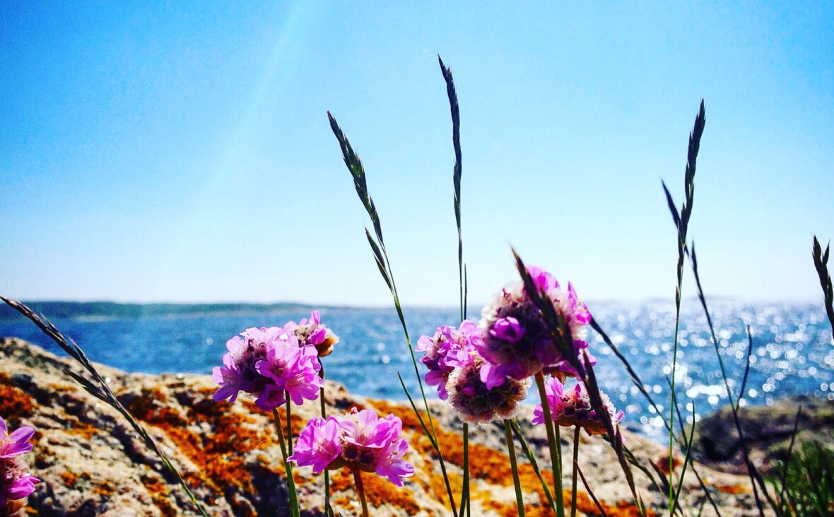 blomma på strand i Varberg