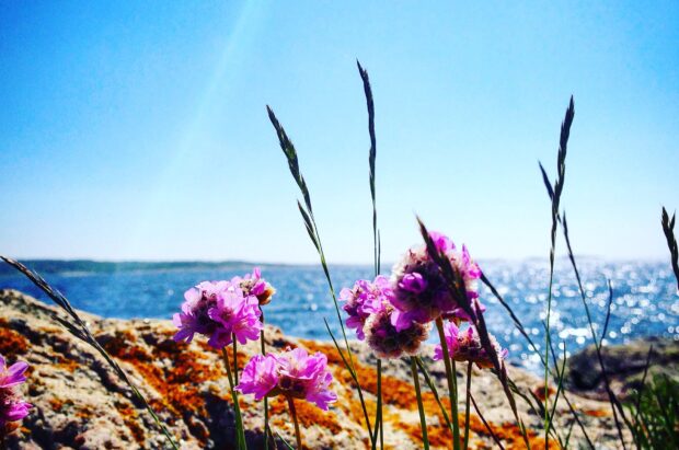 blomma på strand i Varberg